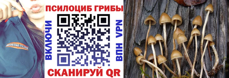 Галлюциногенные грибы Cubensis  закладки  Чудово 
